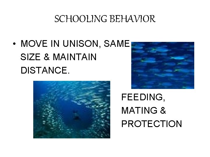 SCHOOLING BEHAVIOR • MOVE IN UNISON, SAME SIZE & MAINTAIN DISTANCE. FEEDING, MATING &