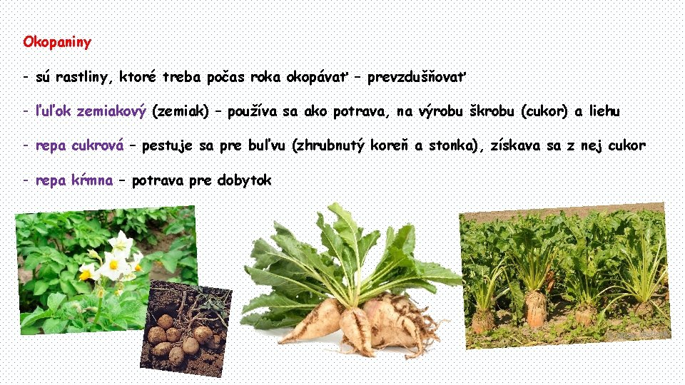 Okopaniny - sú rastliny, ktoré treba počas roka okopávať – prevzdušňovať - ľuľok zemiakový
