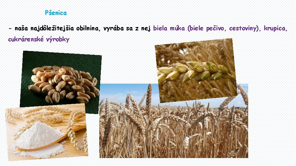 Pšenica - naša najdôležitejšia obilnina, vyrába sa z nej biela múka (biele pečivo, cestoviny),