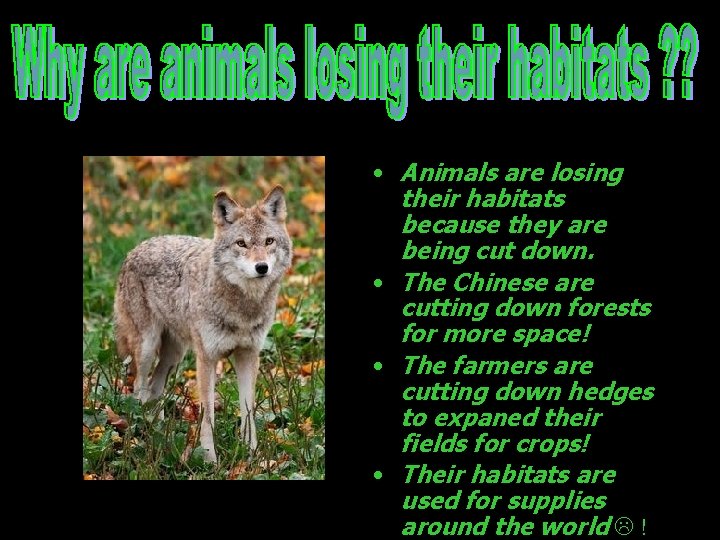  • Animals are losing their habitats because they are being cut down. •
