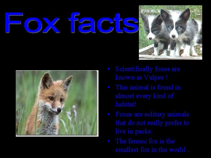  • Scientifically foxes are known as Vulpes ! • This animal is found