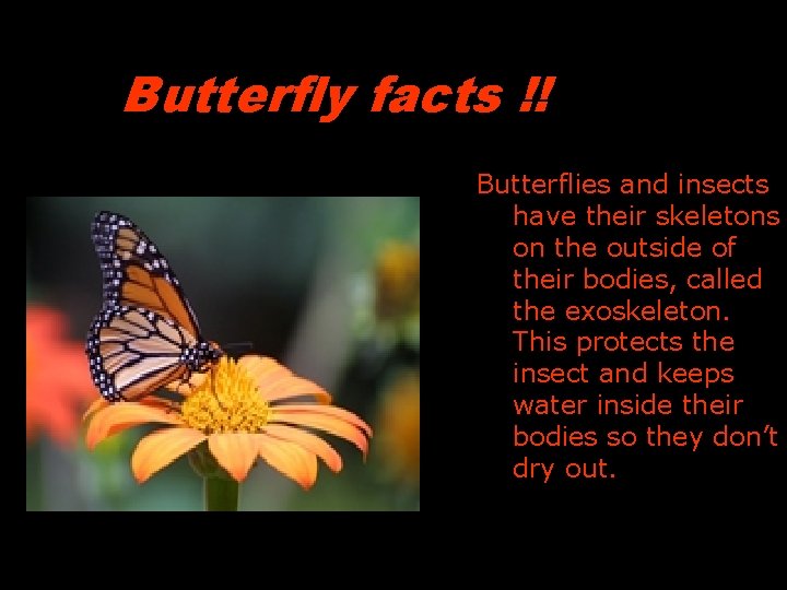 Butterfly facts !! Butterflies and insects have their skeletons on the outside of their