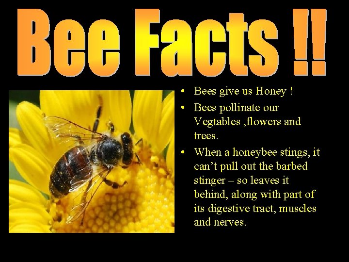  • Bees give us Honey ! • Bees pollinate our Vegtables , flowers