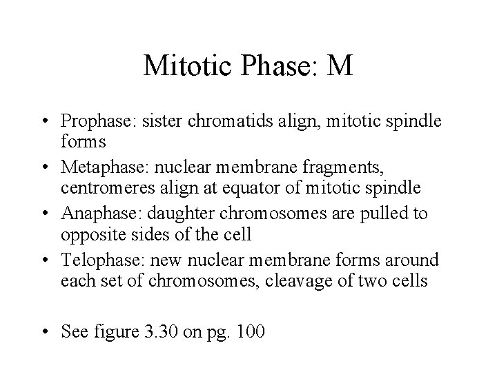 Mitotic Phase: M • Prophase: sister chromatids align, mitotic spindle forms • Metaphase: nuclear
