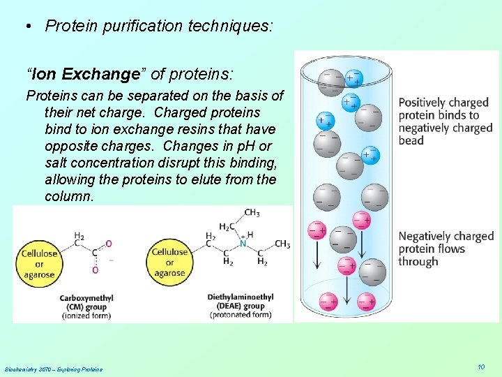  • Protein purification techniques: “Ion Exchange” of proteins: Proteins can be separated on