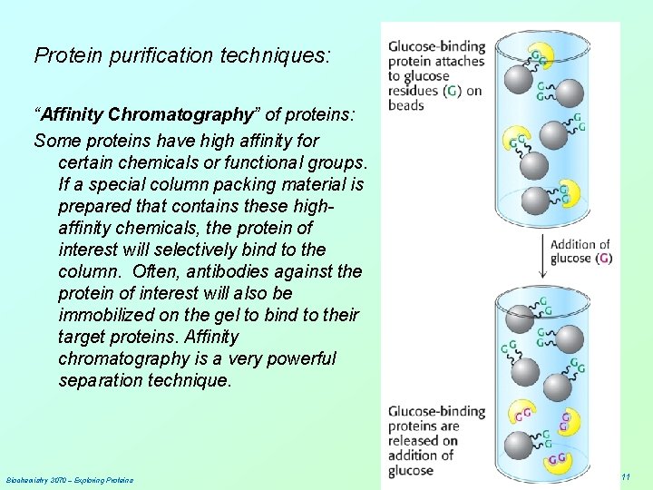 Protein purification techniques: “Affinity Chromatography” of proteins: Some proteins have high affinity for certain