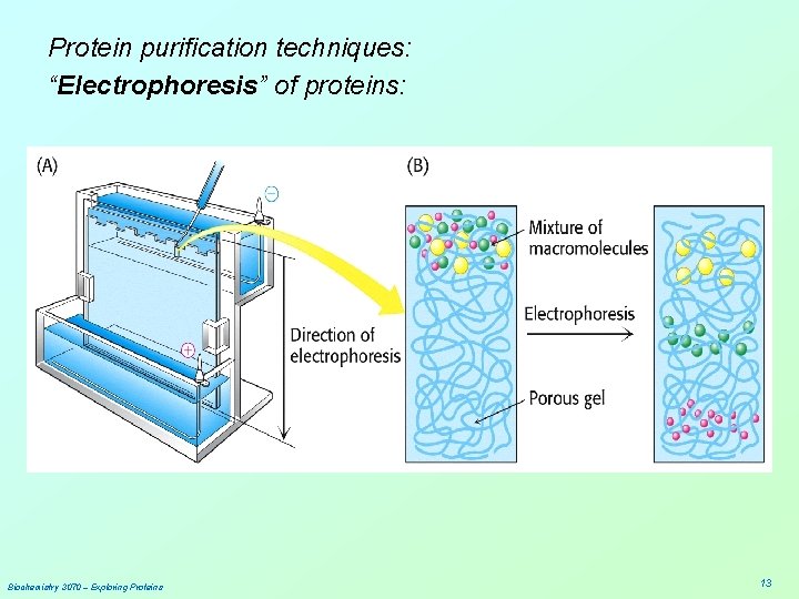 Protein purification techniques: “Electrophoresis” of proteins: Biochemistry 3070 – Exploring Proteins 13 
