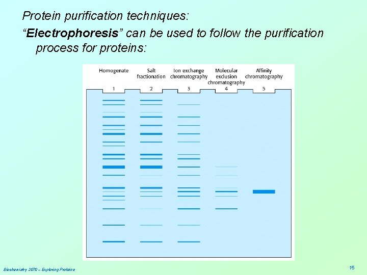 Protein purification techniques: “Electrophoresis” can be used to follow the purification process for proteins: