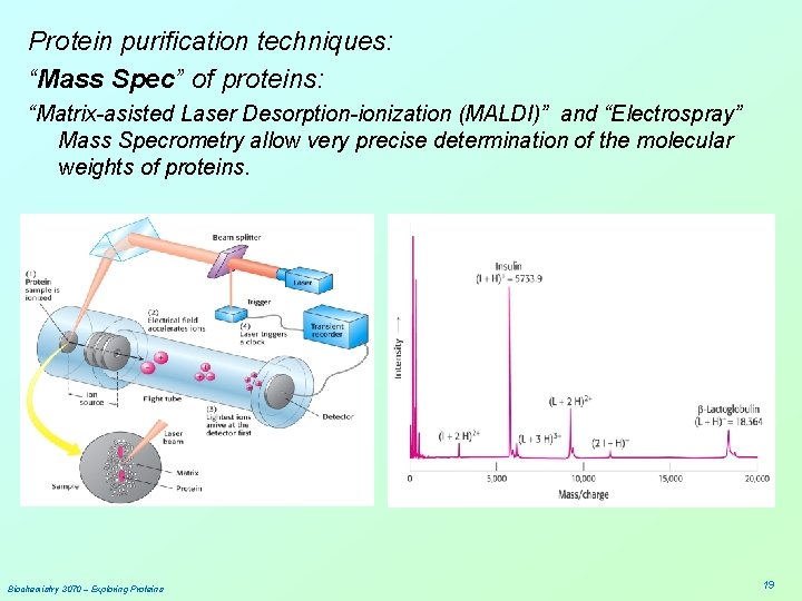Protein purification techniques: “Mass Spec” of proteins: “Matrix-asisted Laser Desorption-ionization (MALDI)” and “Electrospray” Mass