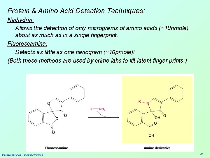 Protein & Amino Acid Detection Techniques: Ninhydrin: Allows the detection of only micrograms of