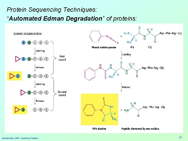 Protein Sequencing Techniques: “Automated Edman Degradation” of proteins: Biochemistry 3070 – Exploring Proteins 23