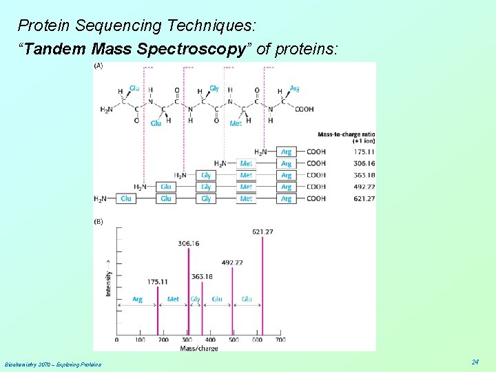 Protein Sequencing Techniques: “Tandem Mass Spectroscopy” of proteins: Biochemistry 3070 – Exploring Proteins 24