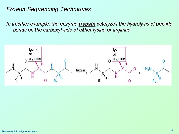 Protein Sequencing Techniques: In another example, the enzyme trypsin catalyzes the hydrolysis of peptide
