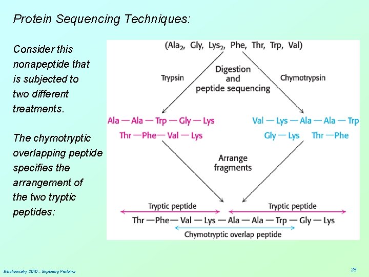 Protein Sequencing Techniques: Consider this nonapeptide that is subjected to two different treatments. The