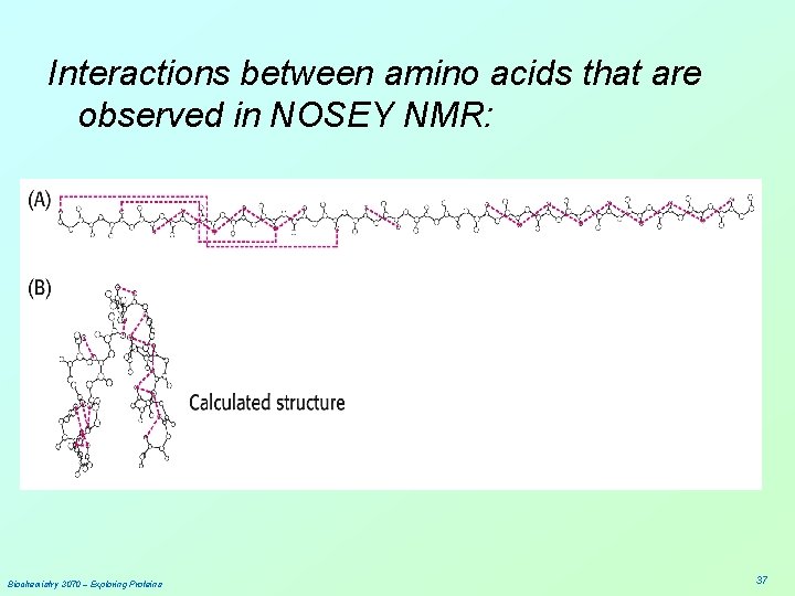 Interactions between amino acids that are observed in NOSEY NMR: Biochemistry 3070 – Exploring