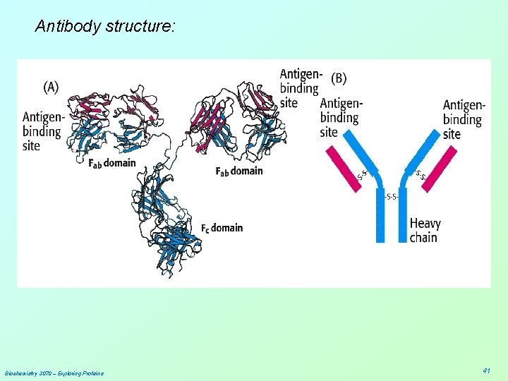 Antibody structure: Biochemistry 3070 – Exploring Proteins 41 