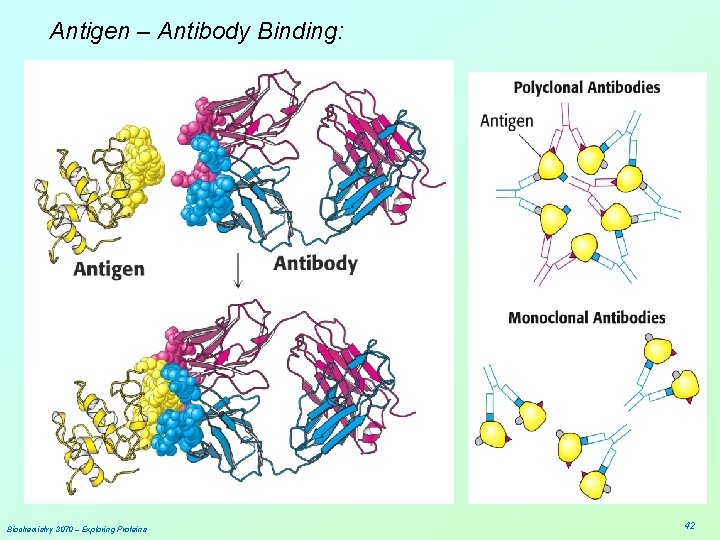 Antigen – Antibody Binding: Biochemistry 3070 – Exploring Proteins 42 