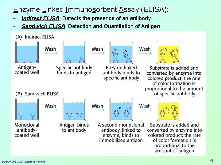 Enzyme Linked Immunosorbent Assay (ELISA): • • Indirect ELISA: Detects the presence of an