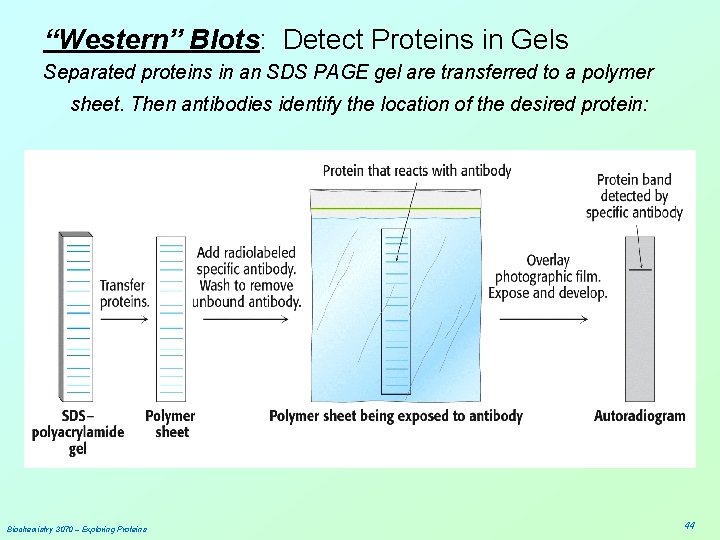 “Western” Blots: Detect Proteins in Gels Separated proteins in an SDS PAGE gel are