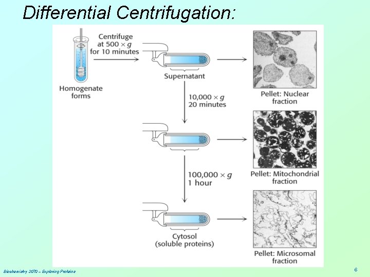 Differential Centrifugation: Biochemistry 3070 – Exploring Proteins 6 
