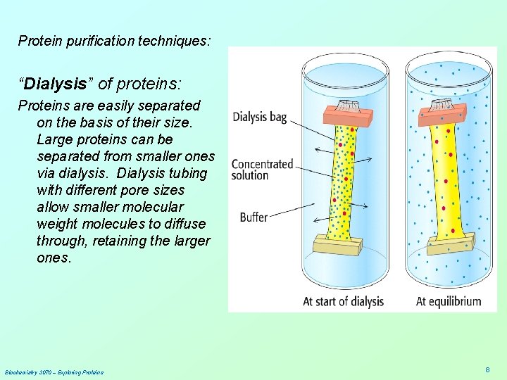 Protein purification techniques: “Dialysis” of proteins: Proteins are easily separated on the basis of