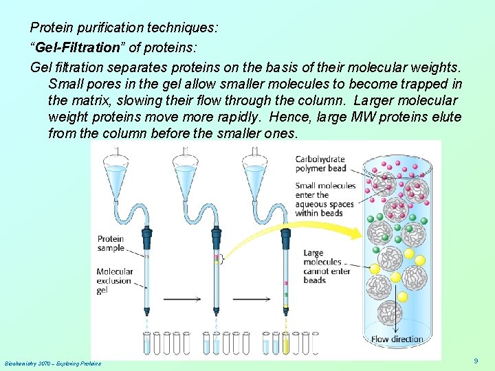 Protein purification techniques: “Gel-Filtration” of proteins: Gel filtration separates proteins on the basis of
