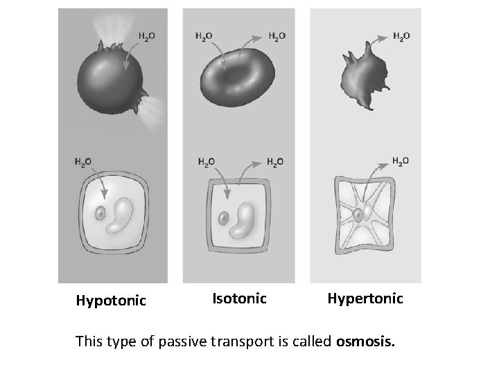 Hypotonic Isotonic Hypertonic This type of passive transport is called osmosis. 
