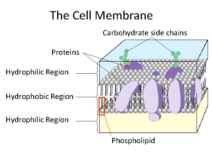 The Cell Membrane Carbohydrate side chains Proteins Hydrophilic Region Hydrophobic Region Hydrophilic Region TEM