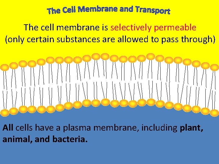 The cell membrane is selectively permeable (only certain substances are allowed to pass through)