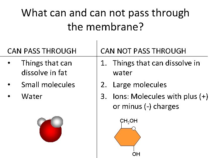What can and can not pass through the membrane? CAN PASS THROUGH • Things