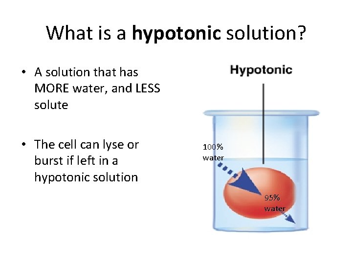 What is a hypotonic solution? • A solution that has MORE water, and LESS