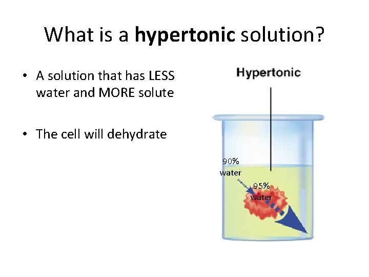What is a hypertonic solution? • A solution that has LESS water and MORE