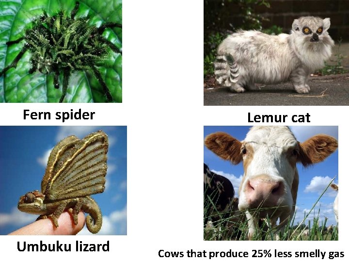 Fern spider Umbuku lizard Lemur cat Cows that produce 25% less smelly gas 