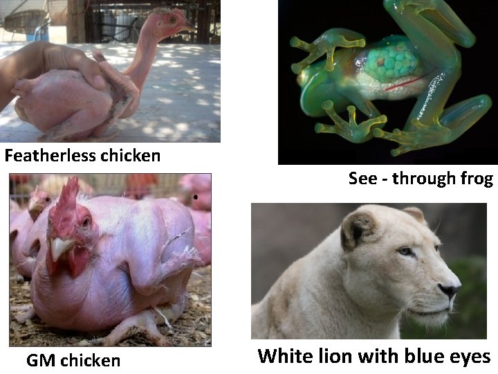 Featherless chicken GM chicken See - through frog White lion with blue eyes 
