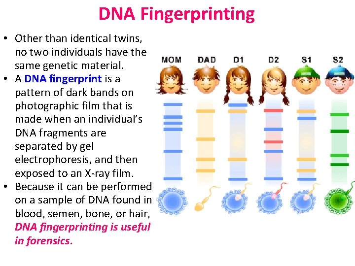 DNA Fingerprinting • Other than identical twins, no two individuals have the same genetic
