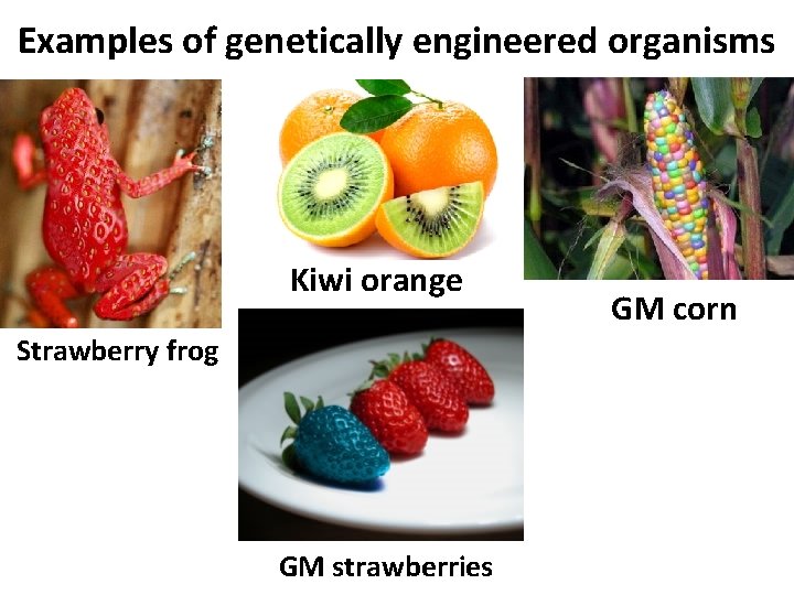 Examples of genetically engineered organisms Kiwi orange Strawberry frog GM strawberries GM corn 