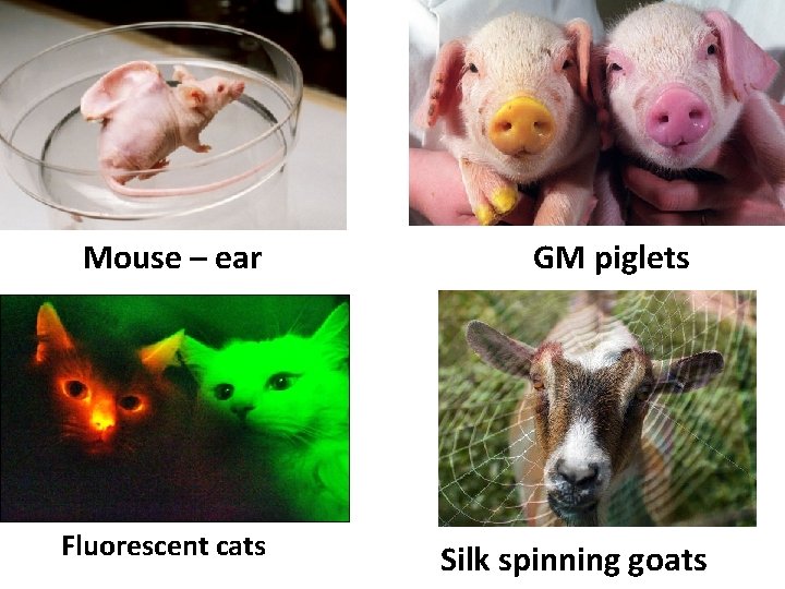 Mouse – ear Fluorescent cats GM piglets Silk spinning goats 