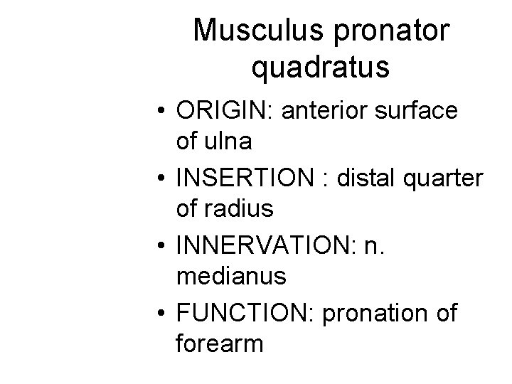 Musculus pronator quadratus • ORIGIN: anterior surface of ulna • INSERTION : distal quarter Musculus pronator quadratus • ORIGIN: anterior surface of ulna • INSERTION : distal quarter