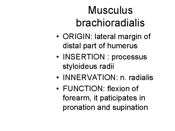Musculus brachioradialis • ORIGIN: lateral margin of distal part of humerus • INSERTION : Musculus brachioradialis • ORIGIN: lateral margin of distal part of humerus • INSERTION :