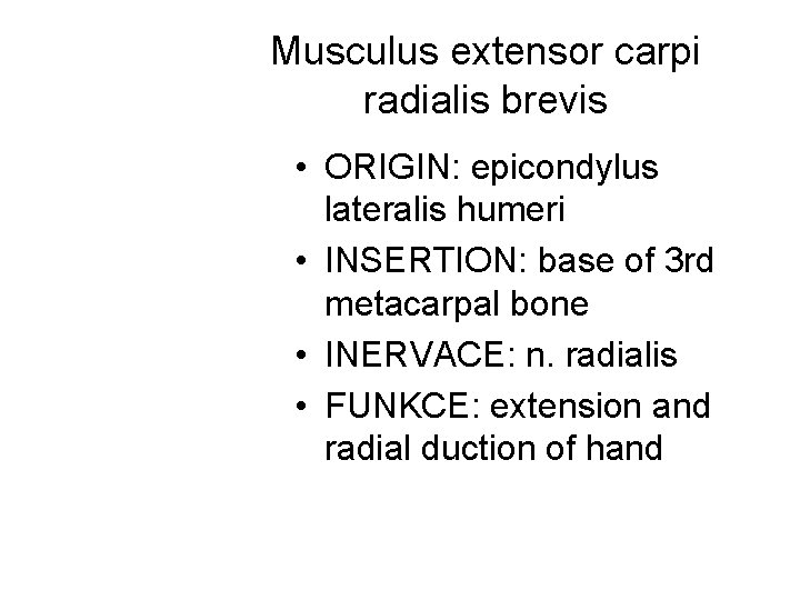 Musculus extensor carpi radialis brevis • ORIGIN: epicondylus lateralis humeri • INSERTION: base of Musculus extensor carpi radialis brevis • ORIGIN: epicondylus lateralis humeri • INSERTION: base of