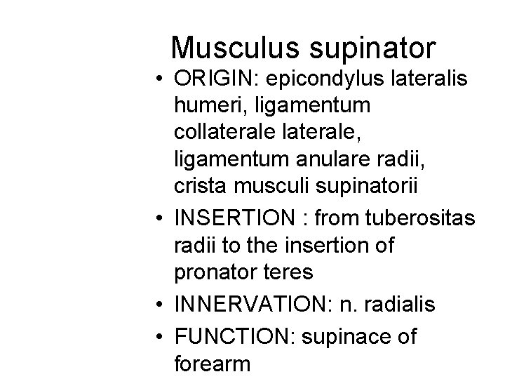 Musculus supinator • ORIGIN: epicondylus lateralis humeri, ligamentum collaterale, ligamentum anulare radii, crista musculi Musculus supinator • ORIGIN: epicondylus lateralis humeri, ligamentum collaterale, ligamentum anulare radii, crista musculi