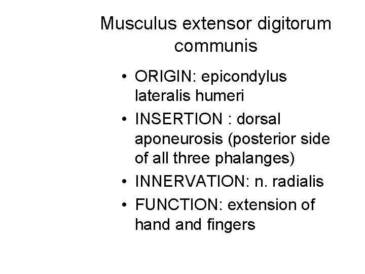Musculus extensor digitorum communis • ORIGIN: epicondylus lateralis humeri • INSERTION : dorsal aponeurosis Musculus extensor digitorum communis • ORIGIN: epicondylus lateralis humeri • INSERTION : dorsal aponeurosis