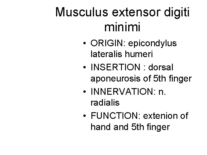 Musculus extensor digiti minimi • ORIGIN: epicondylus lateralis humeri • INSERTION : dorsal aponeurosis Musculus extensor digiti minimi • ORIGIN: epicondylus lateralis humeri • INSERTION : dorsal aponeurosis