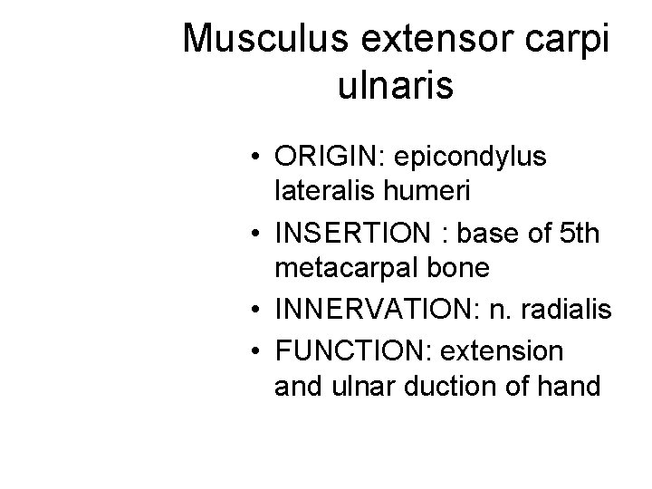 Musculus extensor carpi ulnaris • ORIGIN: epicondylus lateralis humeri • INSERTION : base of Musculus extensor carpi ulnaris • ORIGIN: epicondylus lateralis humeri • INSERTION : base of