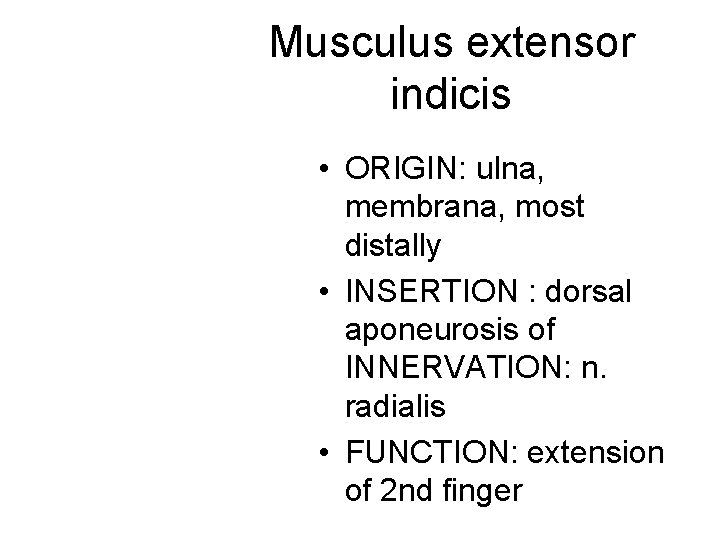 Musculus extensor indicis • ORIGIN: ulna, membrana, most distally • INSERTION : dorsal aponeurosis Musculus extensor indicis • ORIGIN: ulna, membrana, most distally • INSERTION : dorsal aponeurosis