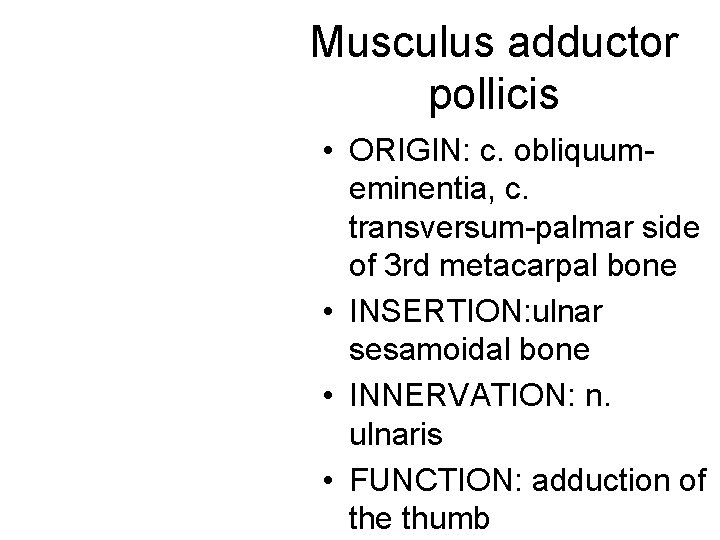Musculus adductor pollicis • ORIGIN: c. obliquumeminentia, c. transversum-palmar side of 3 rd metacarpal Musculus adductor pollicis • ORIGIN: c. obliquumeminentia, c. transversum-palmar side of 3 rd metacarpal