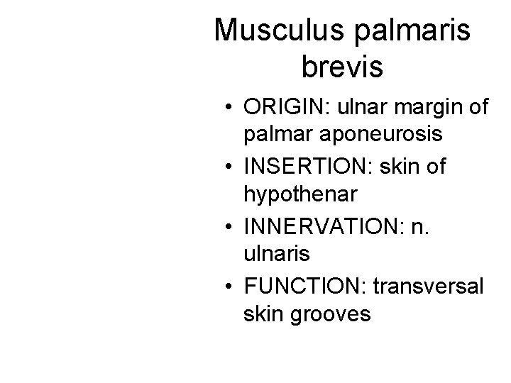 Musculus palmaris brevis • ORIGIN: ulnar margin of palmar aponeurosis • INSERTION: skin of Musculus palmaris brevis • ORIGIN: ulnar margin of palmar aponeurosis • INSERTION: skin of