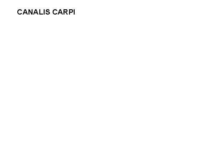 CANALIS CARPI CANALIS CARPI