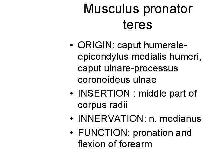 Musculus pronator teres • ORIGIN: caput humeraleepicondylus medialis humeri, caput ulnare-processus coronoideus ulnae • Musculus pronator teres • ORIGIN: caput humeraleepicondylus medialis humeri, caput ulnare-processus coronoideus ulnae •
