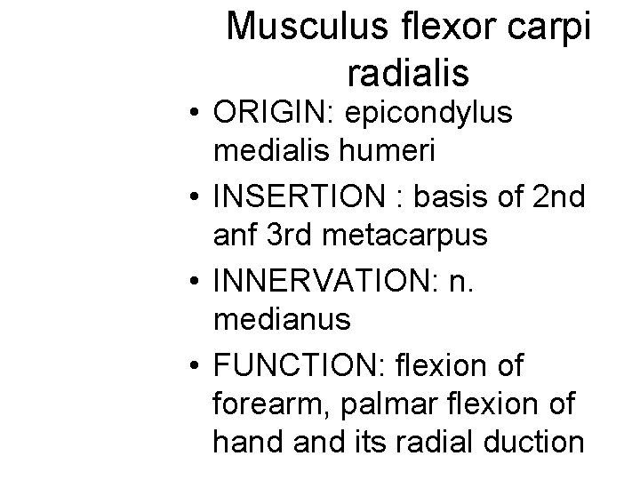 Musculus flexor carpi radialis • ORIGIN: epicondylus medialis humeri • INSERTION : basis of Musculus flexor carpi radialis • ORIGIN: epicondylus medialis humeri • INSERTION : basis of